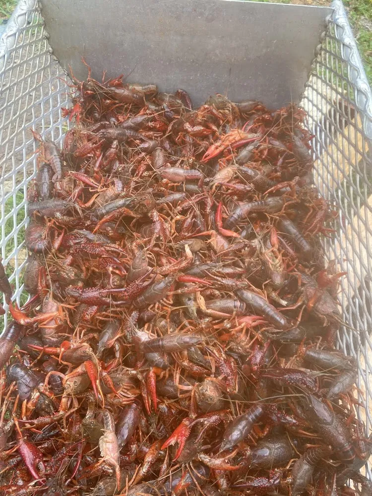 Crawfish